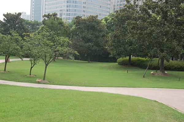 綠化養(yǎng)護(hù)如何成功移植植物？